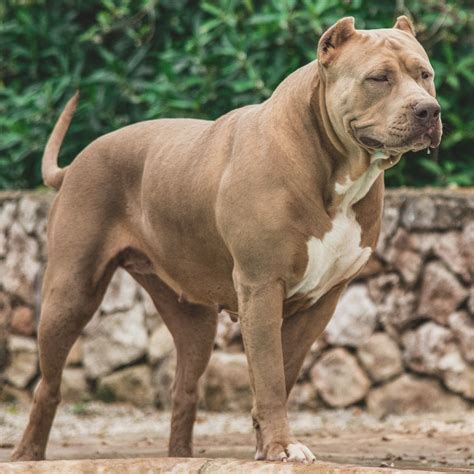 xxl american bully